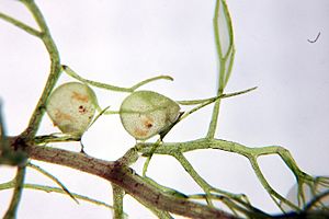 Utricularia aurea 8 Darwiniana