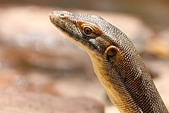 Varanus mertensi 3238