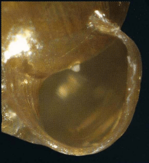 Vertigo ultimathule shell 6