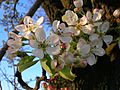 Wild Pear Flowers detail