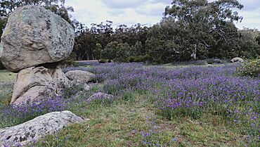 Woodlands Historic Park Greenvale.jpg