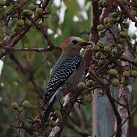 Yucatán woodpecker (Melanerpes pygmaeus rubricomus)-female-Mexico-Yucatán-Celestún