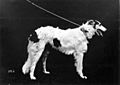 1879 Borzoi Flock