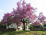 Albero di Giuda - primavera.JPG