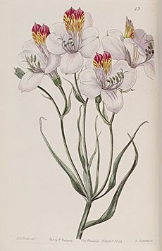 Alstroemeria ligtu Edwards's 25.13.1839