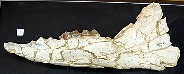 Anchitherium - mandibles - Somosaguas cropped