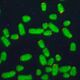 Green microscope image of chromosomes