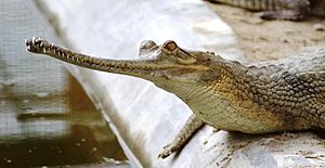 Baby Gharial