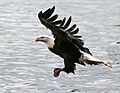 Bald eagle -a