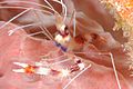 Banded Coral Shrimp, Monito Island, Puerto Rico