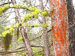 Bark CloseUp