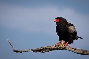 Bateleur Eagle with Kill