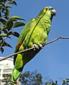 Blue-fronted Amazon (Amazona aestiva) -8-2rc