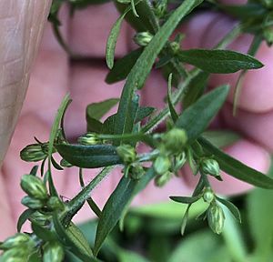 Budding calico aster