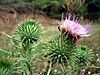 CIRSIUM VULGARE - MORROCURT - IB-154 (Lloba-carda).JPG