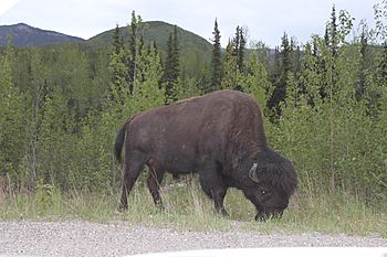 Canadian Bison