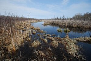 Cedarburg Bog