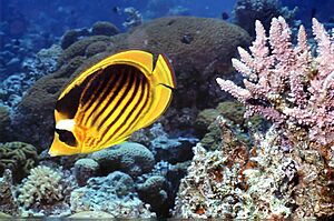 Chaetodon fasciatus Red Sea.jpg