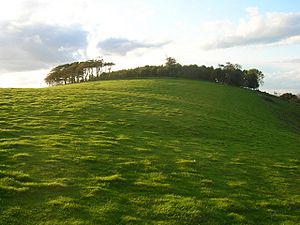 Chanctonbury Ring - geograph.org.uk - 991317.jpg