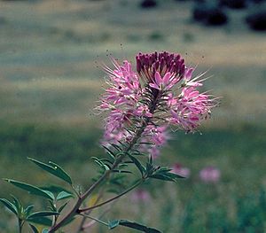 Cleome serrulata.jpg