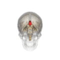 Corpus callosum