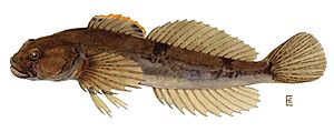 Cottus cognatus.jpg