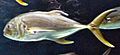 Crevalle jack aquarium-profile.jpg