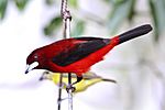 Crimson-backed Tanager (Ramphocelus dimidiatus) (8079786801).jpg