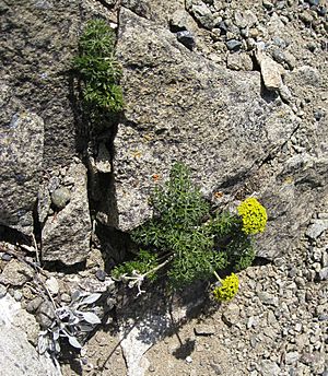 Cymopterus terebinthinus.jpg