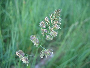 Dactylis glomerata bluete1