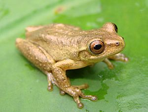 Dendropsophus columbianus.jpg