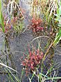 Drosera anglica dw