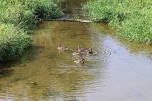 Ducks on Limestone Run