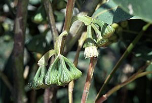 Eucalyptus acies flowers.jpg