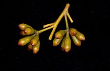 Eucalyptus cylindrocarpa buds