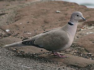 Eurasian Collared Dove, England RWD2