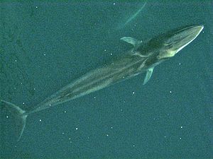 Fin whale from air