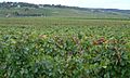 Frankreich-Burgund-Weinberg direkt bei Beaune