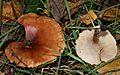 GT Tawny Funnel, Lepista inversa