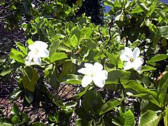 Gardenia.brighamii02.jpg