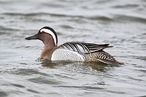 Garganey, Israel.jpg