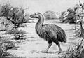 Gastornis 1917