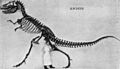 Gorgosaurus