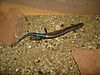 Gran Canaria Skink, Chalcides sexlineatus.jpg