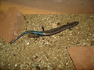 Gran Canaria Skink, Chalcides sexlineatus.jpg