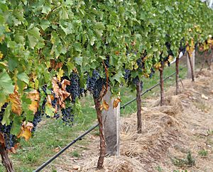 Grape vines