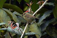 Greenish Warbler