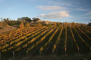 HB Vineyard autumn