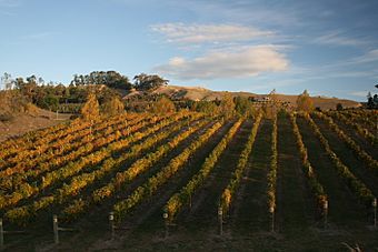 HB Vineyard autumn.JPG