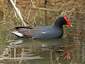 Hawaiian Common Gallinule RWD2